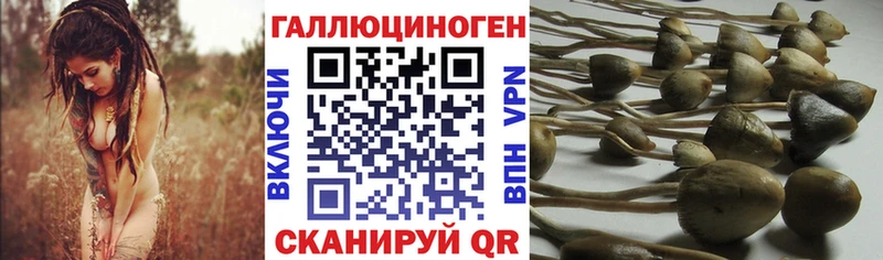 Галлюциногенные грибы Psilocybine cubensis  Изобильный 